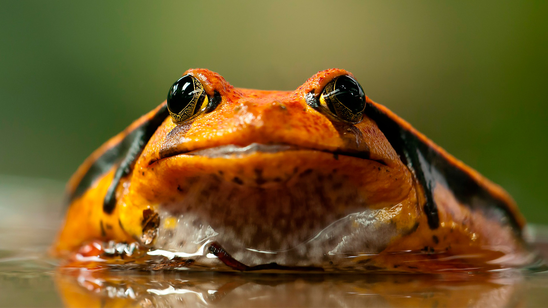 rød frø der sidder i vand