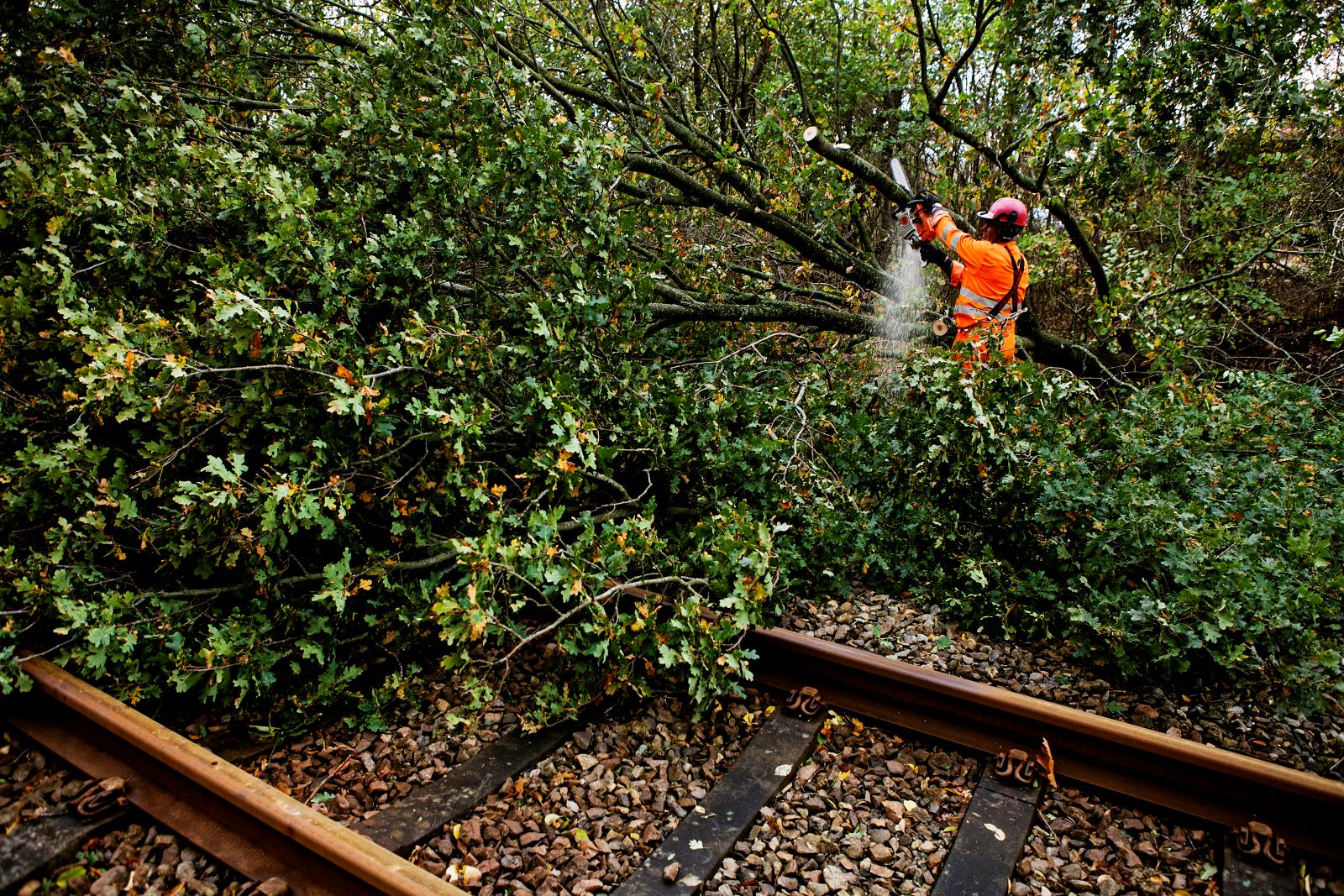 Et væltet træ, som er væltet under en storm, beskæres og fjernes.